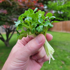 Good Greens Microgreens Farm