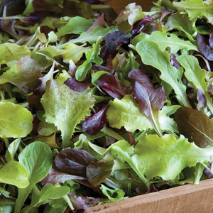 Meta Microgreens