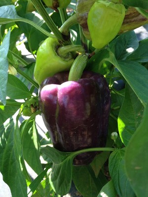 K & J Farm Market