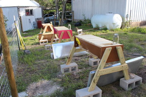 Bee Friendly Austin