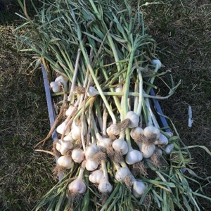 Windy Hill Family Farm