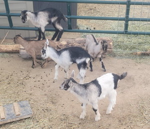 TPB Farms