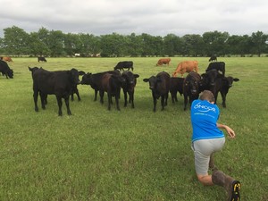 Foster Farm Grass Fed/ Grass Finished Beef