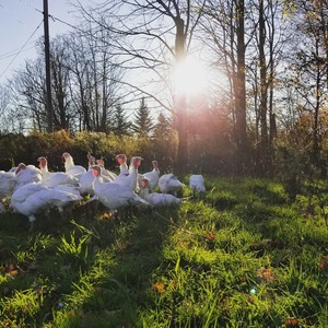 Mulligan Creek Acres
