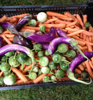 Bellevue Farmers' Market