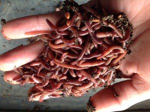 Zippy's Worm Farm