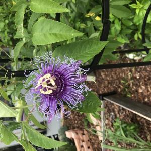 Blackbird's Petals & Produce