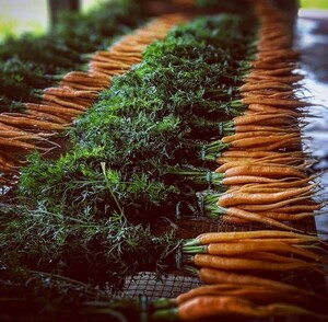 Helsing Junction Farms CSA