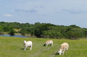 Andrews Farm