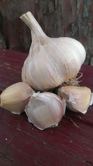 Sonshine Acres Garlic