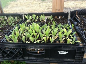 Laughing Frog Farm