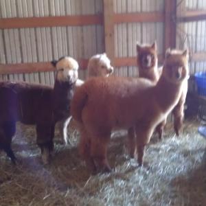 Quarry Critters Alpaca Ranch