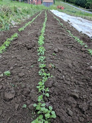 Beshore Hill Farm