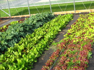 Eilert's Acres-CSA Vegetable Farm