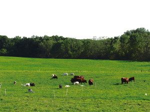 Abiding Acres Farm