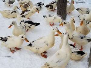 Al's Quackery