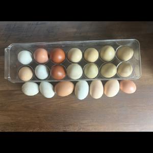 Fresh Farm Eggs