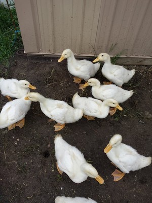 Hetzell Farms