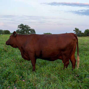 Abiding Acres Farm