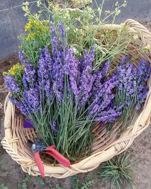Jeanne Lynn's Lavender