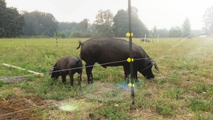 Hogbee Farm
