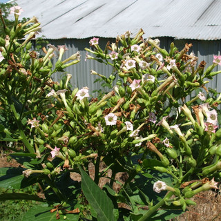 Sharon's Natural Gardens