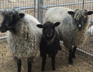 Inland Empire Fibershed