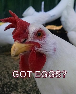 The Cluck Wagon