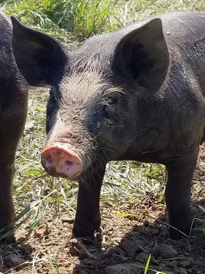 KDE Farms