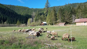 Wild Rose Finnsheep