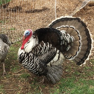 Belvedere Farmstead LLC