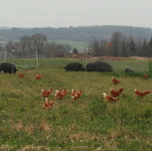 Abundance Acres Farm