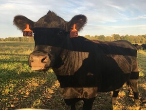 Bluegrass Bounty Farm