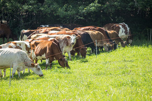 Clover Creek Cheese Cellar, LLC