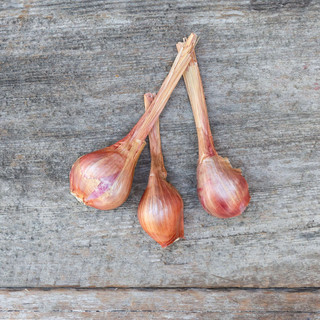 Frog Hollow Farm CSA