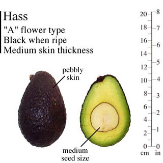 herbfresh.com