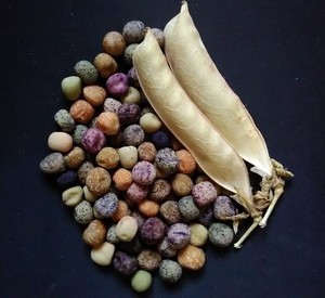 Great Lakes Staple Seeds