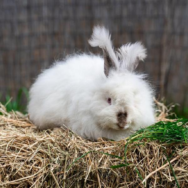 angora