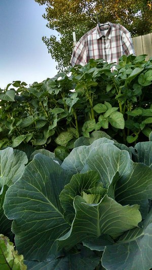 Square Foot Gardening for the Red River Valley