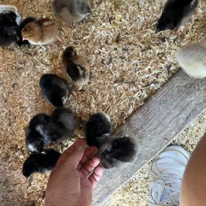 Whispering Pines Poultry