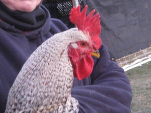 Absolute Pastured Poultry