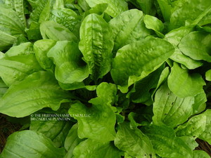 Freeman Family Organics