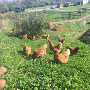 Harmon Creek Farms