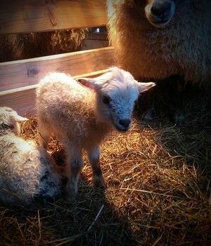 Filska Shetlands