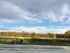 Roots to River Farm