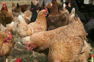 Blackbrook Farm