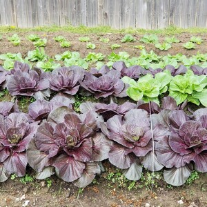 Resilient Growers