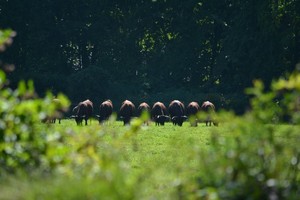 Devon Point Farm - Grass Fed Beef - Heritage Pork
