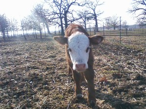 Summerdale Farms, Inc.