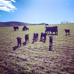 Laurel Springs Farm